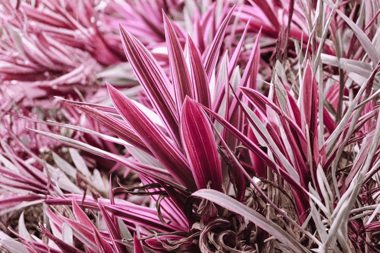 Electric Pink Torbay Palm 1 Gallon Live Plant – Cordyline banksii ‘Electric Pink’