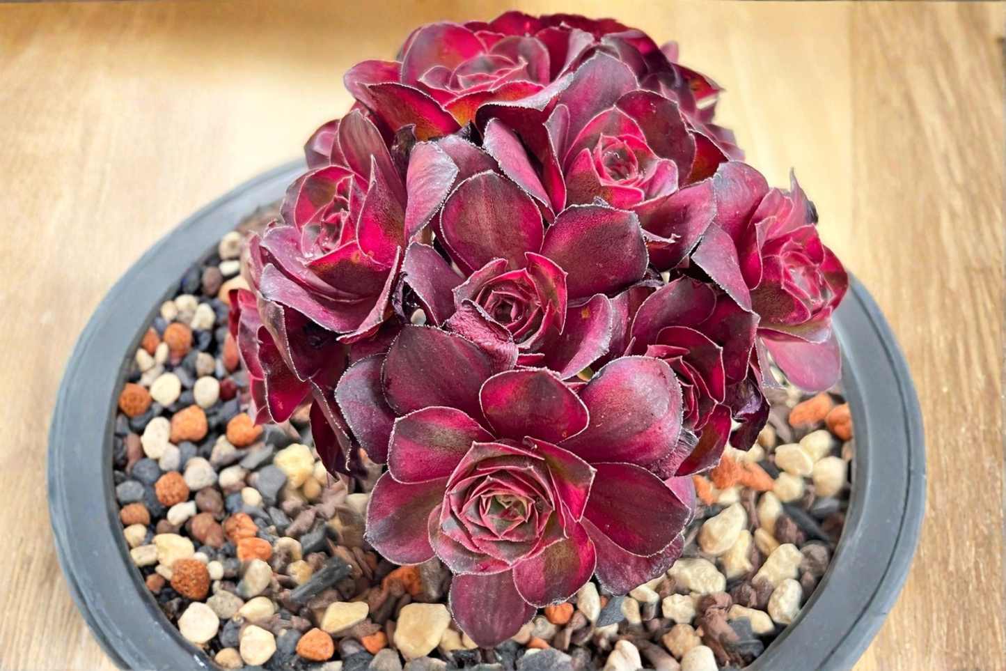 Live Echeveria 'Nafu' Succulent Plant Bare Root – Easy Care Indoor Starter Plant