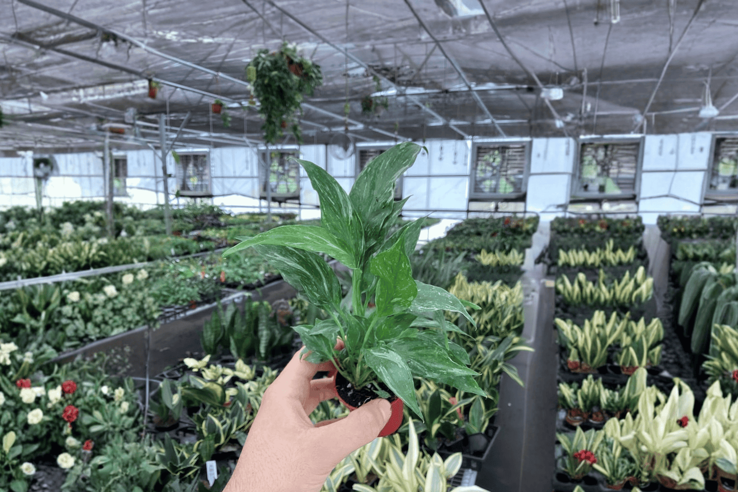 2 Variegated Peace Lily 'Domino' Starter Plants – Bare Root – Spathiphyllum 'Domino'
