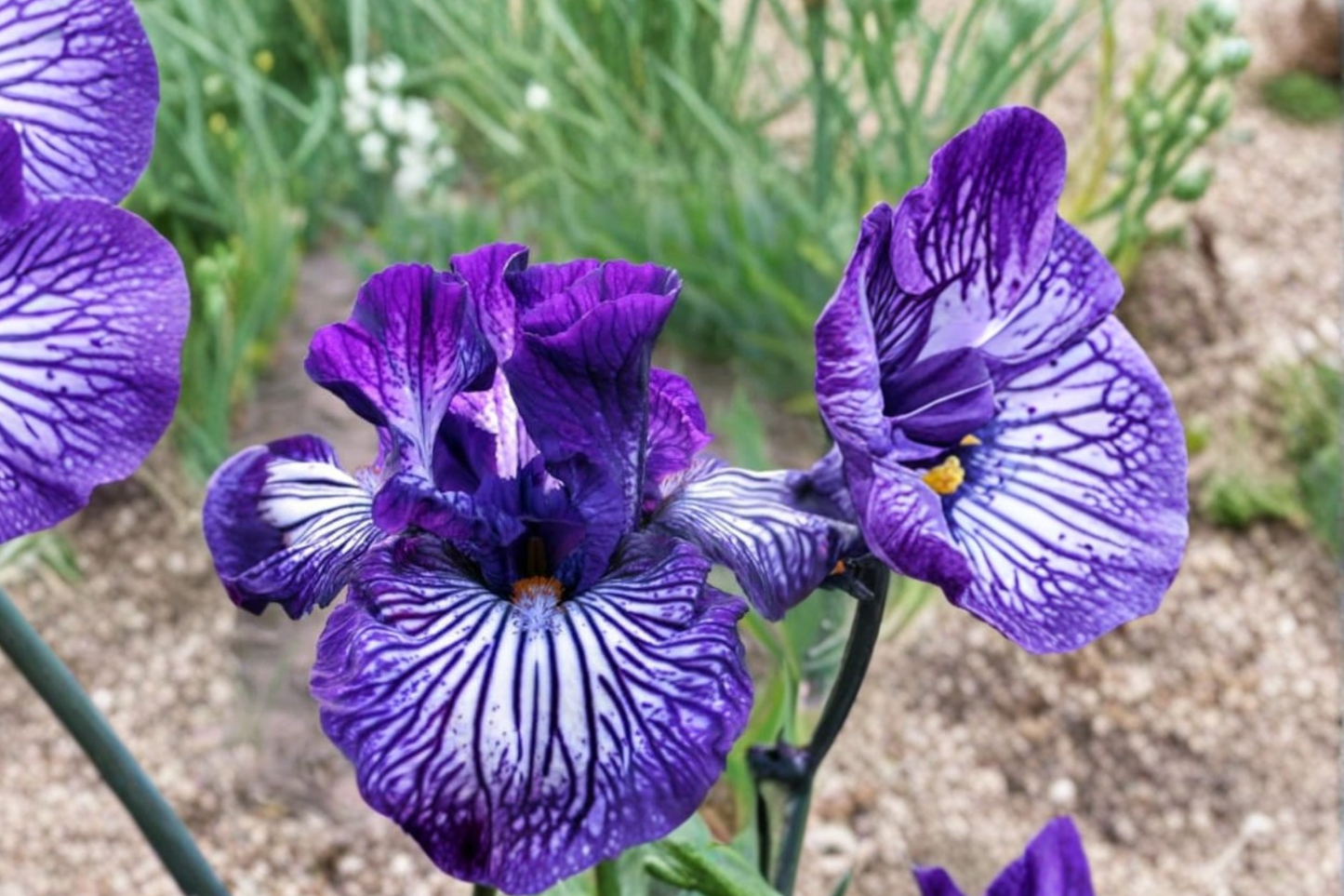 Bearded Iris ‘Line Drive’ Rhizome 3 Pack – #1 Grade Iris Bulbs for Spring Garden Flower Planting