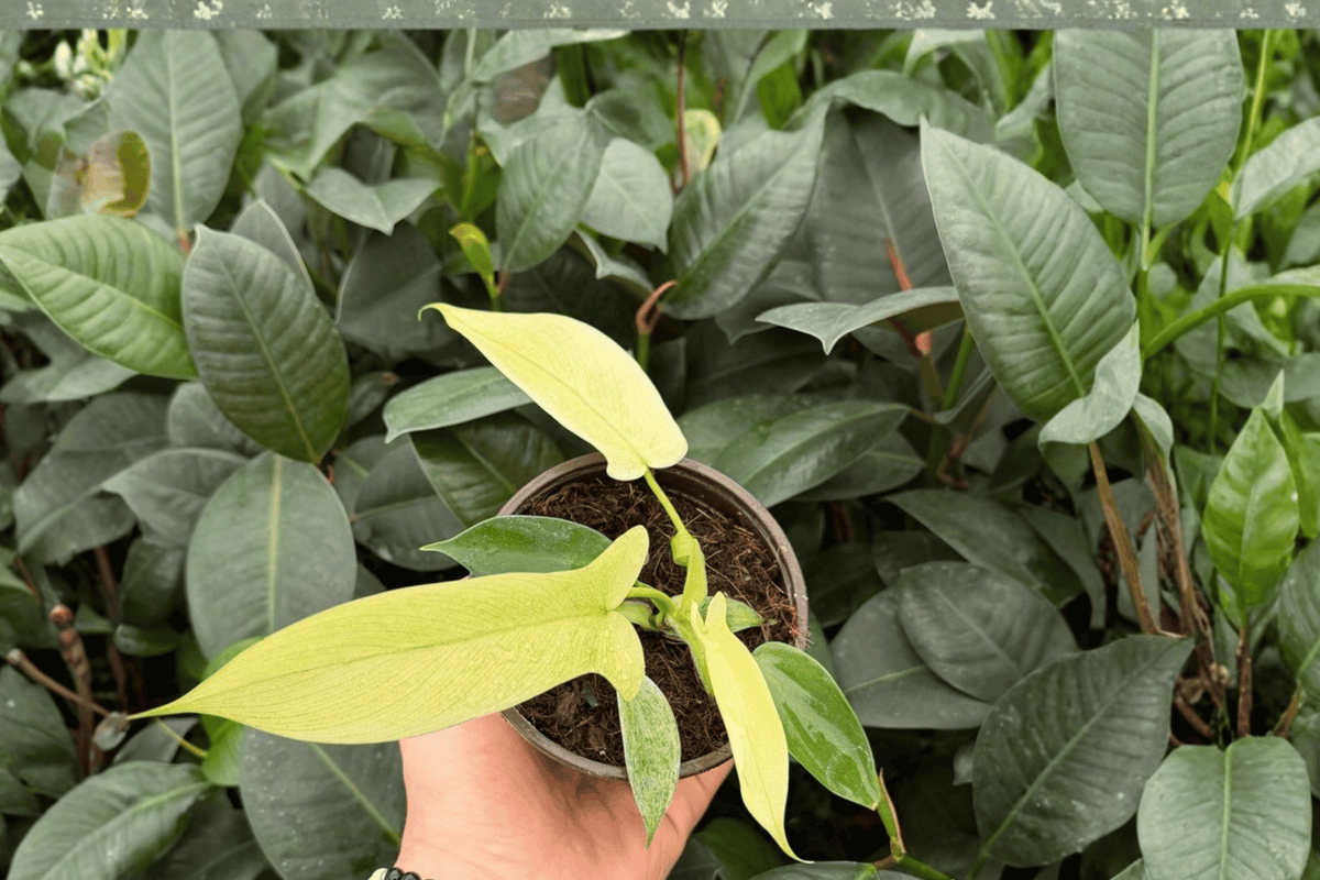 Philodendron Florida Ghost Mint 2 Exact Live Plants – 4” Size