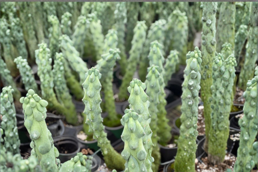 Boobie Cactus Live Plant Myrtillocactus Geometrizans Succulent in 4 Inch Pot Indoor Decor Gift