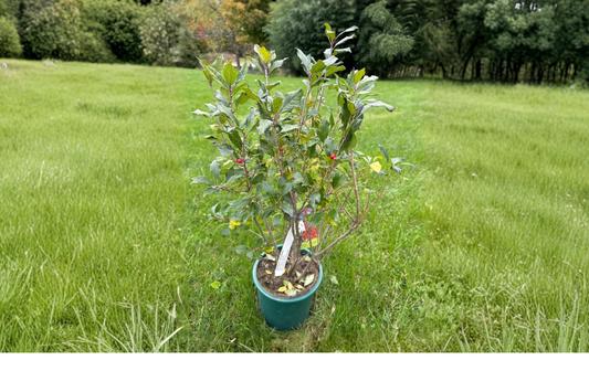 Dwarf Winterberry ‘Kennebago’ Live Plant 2 Gallon – Ilex verticillata Red Berry Shrub for Winter Garden
