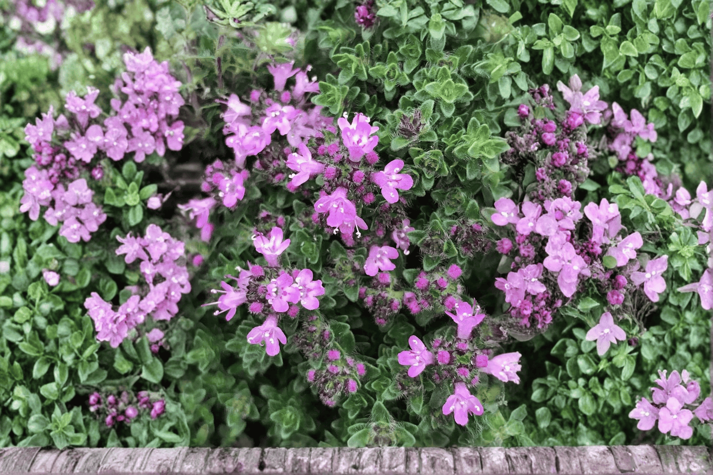 Pink Chintz Creeping Thyme 1 Live Plant – 4-Inch Pot – Thymus serpyllum ‘Pink Chintz’