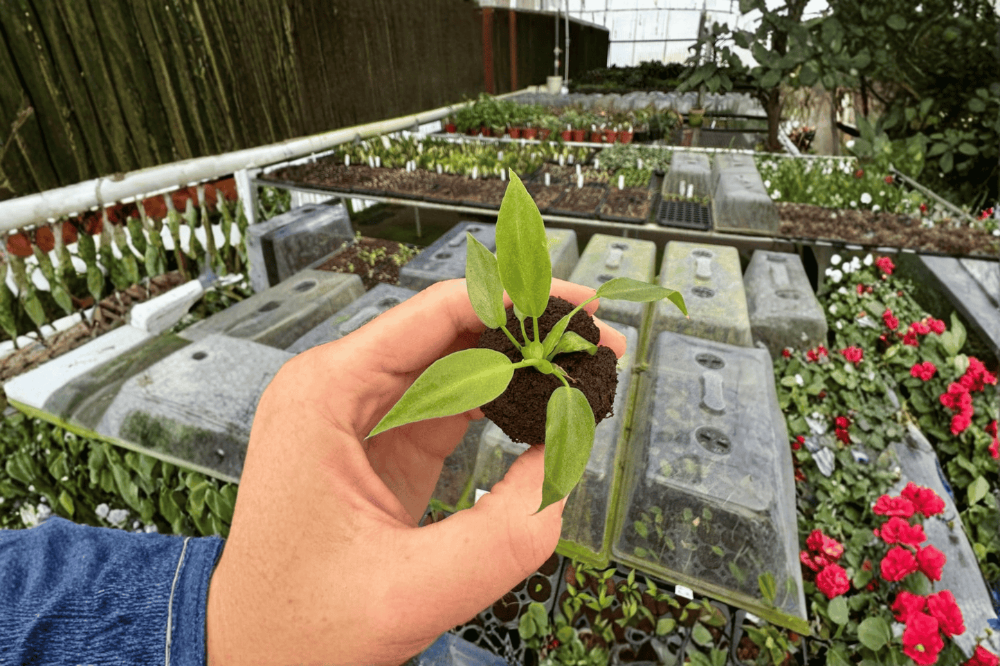 2 Philodendron mayoi 'Tahiti' Starter Plants – Bare Root – Philodendron mayoi 'Tahiti'