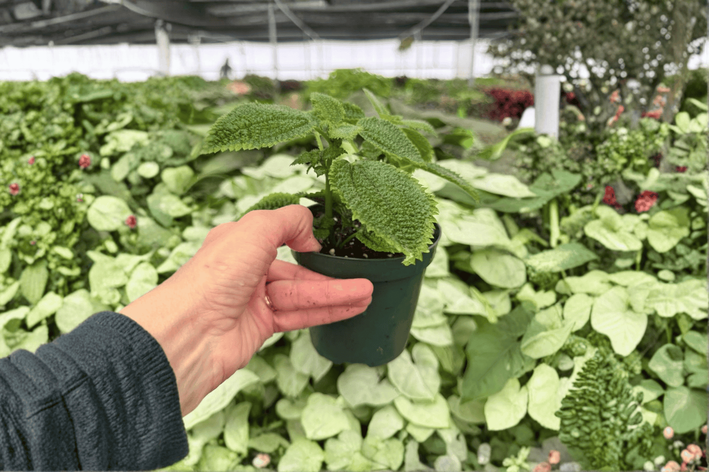 Pilea Moon Valley 2 Exact Live Plants – 4-Inch Pots – Pilea involucrata ‘Moon Valley’