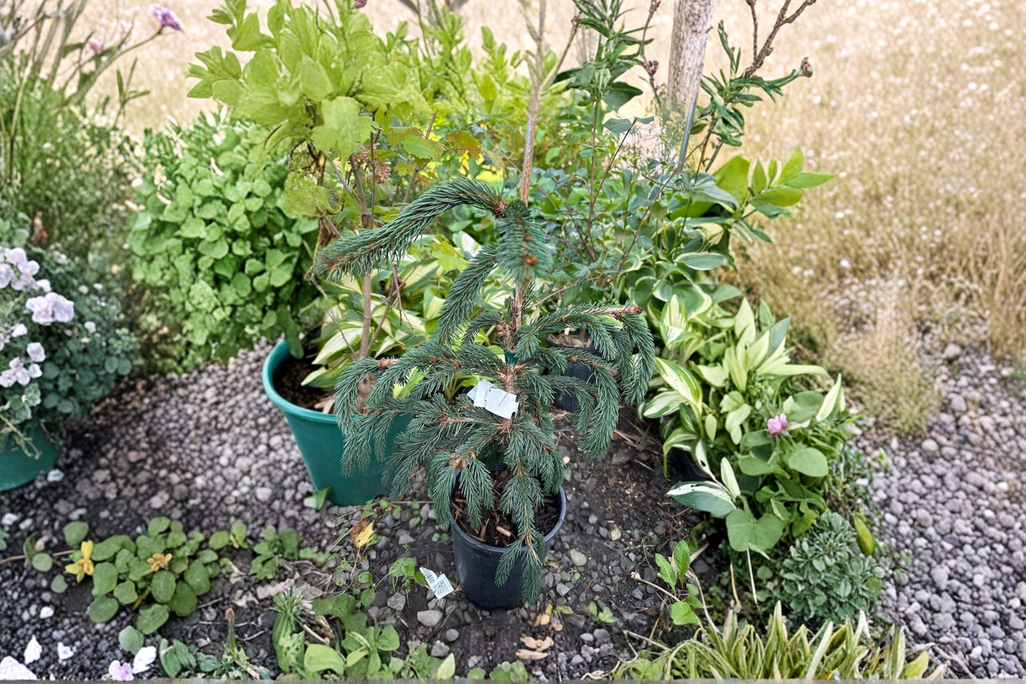Weeping Blue Norway Spruce Live Plant 12 Inch 1 Gallon Pot Blue Evergreen Conifer Cold Hardy Landscape Tree