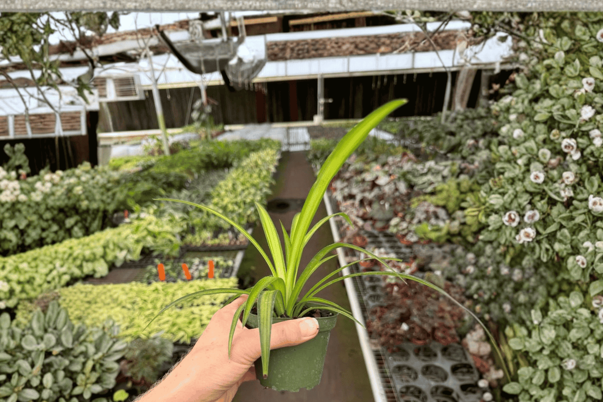Hawaiian Spider Plant – 2 Live Plants, 4-Inch Size – Chlorophytum comosum ‘Hawaiian’
