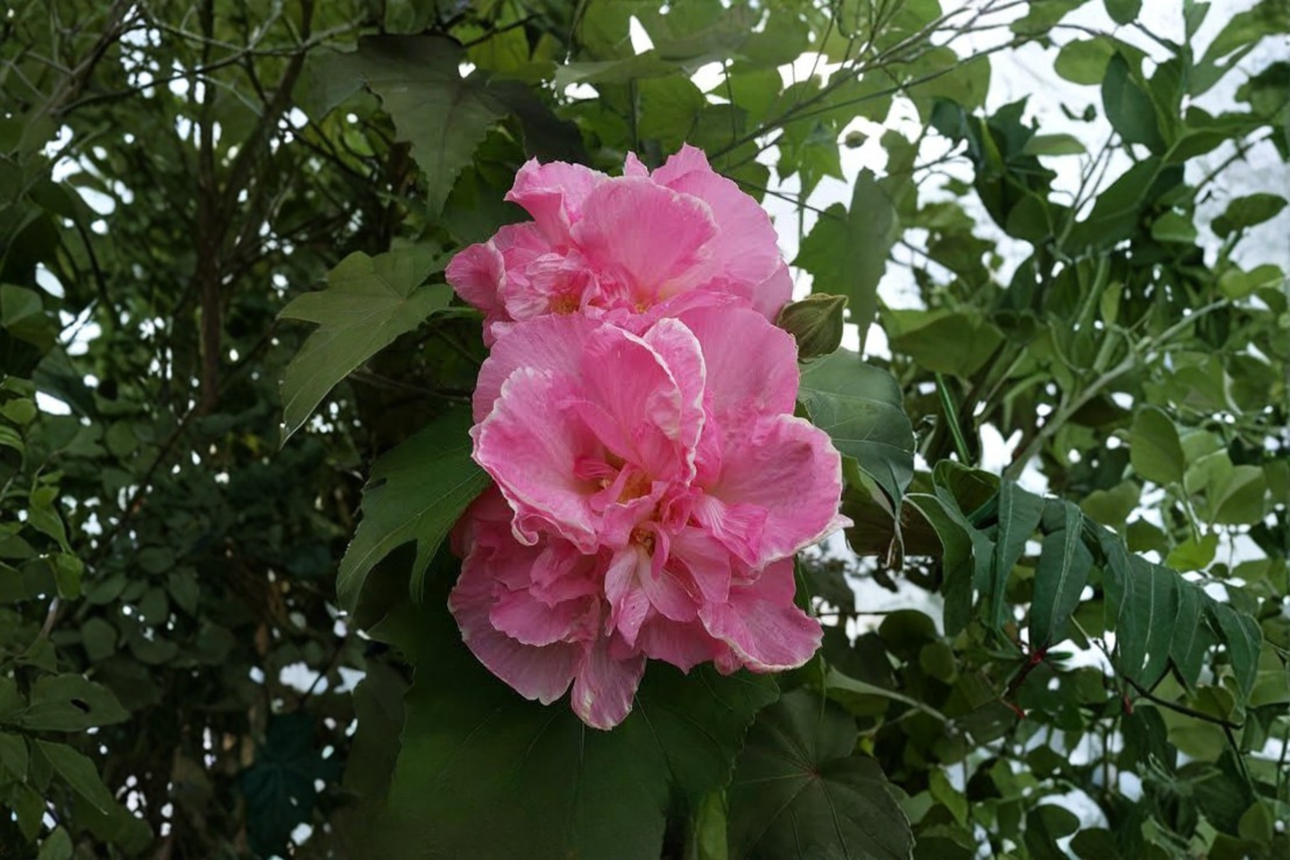 Mixed Rose of Sharon Hibiscus Althea Live Plants 3-Pack 2.5-Inch Pots – Various Colors (Hibiscus syriacus)
