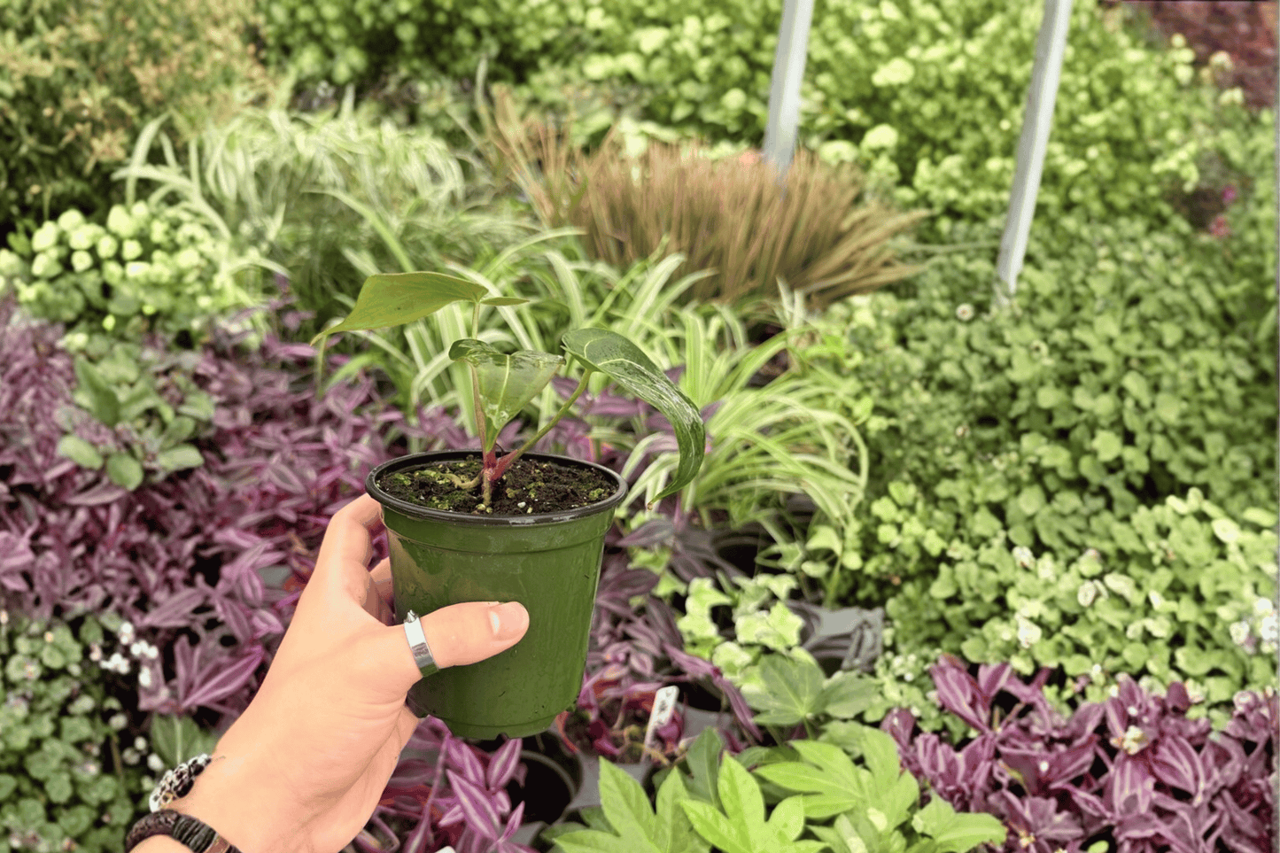 Anthurium Blue Papi x Red Stem 2 Exact Live Plants – 4-Inch Pots – Anthurium Hybrid
