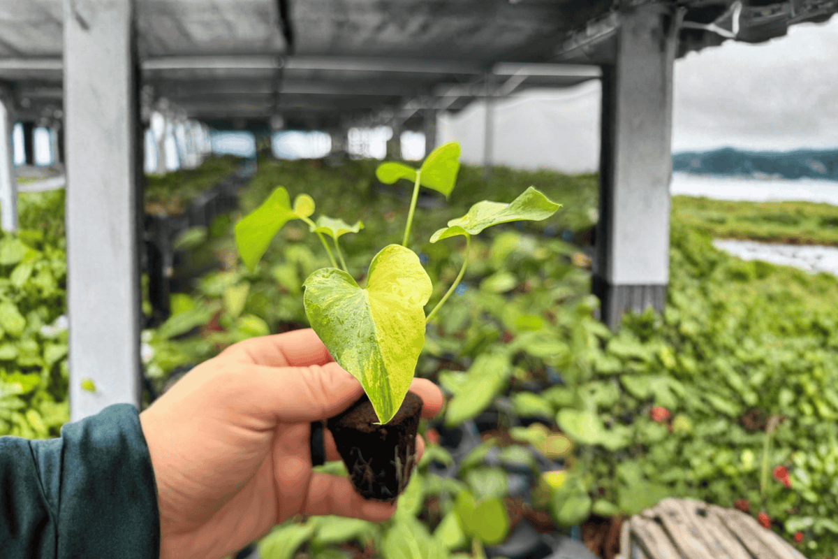 Philodendron Hope Aurea Variegated 2 Exact Starter Plants