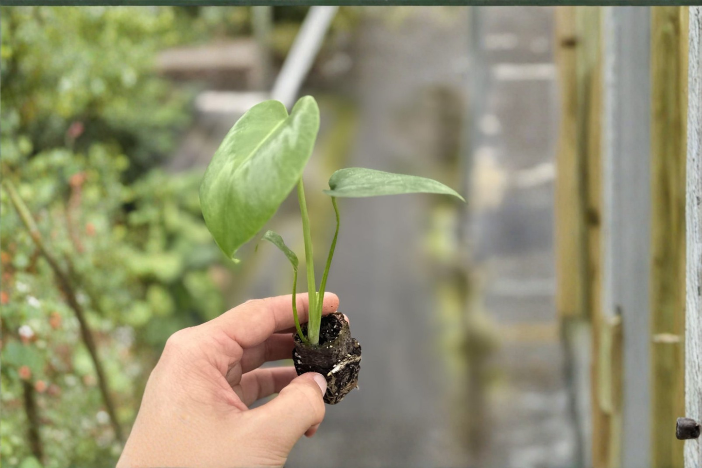 Monstera Deliciosa Live Plant Split Leaf Monstera Rooted Indoor Tropical Houseplant Starter Plant in 2 Inch Pot