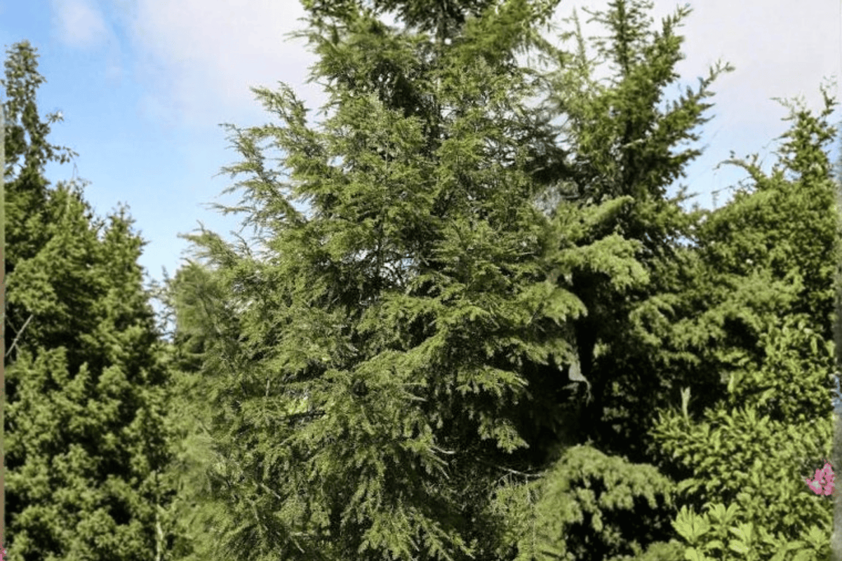 Canadian Hemlock 1 Live Tree – Tsuga canadensis – 8–10″ – 1 Gallon Pot