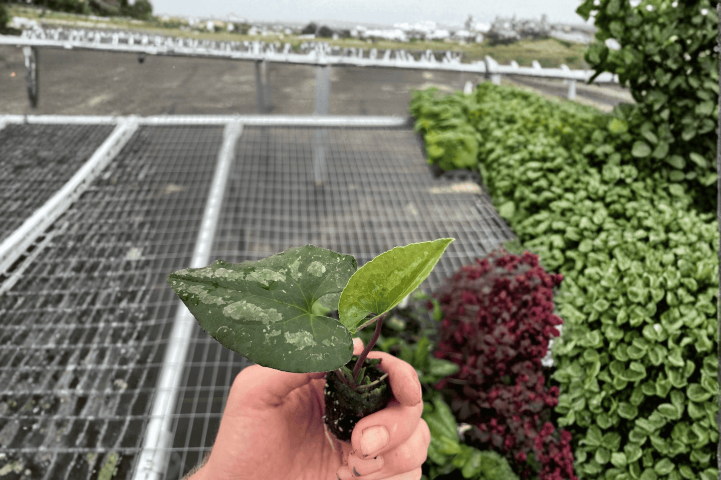 Asarum splendens ‘Quicksilver’ 2 Starter Plants – 2-Inch Pot Size – Chinese Wild Ginger