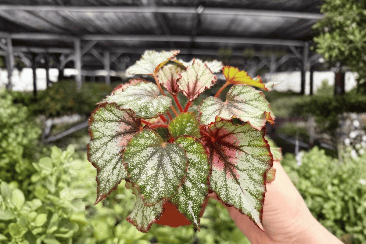 Begonia Harmony’s Crimson Oak 2 Exact Live Plants – 4-Inch Pots