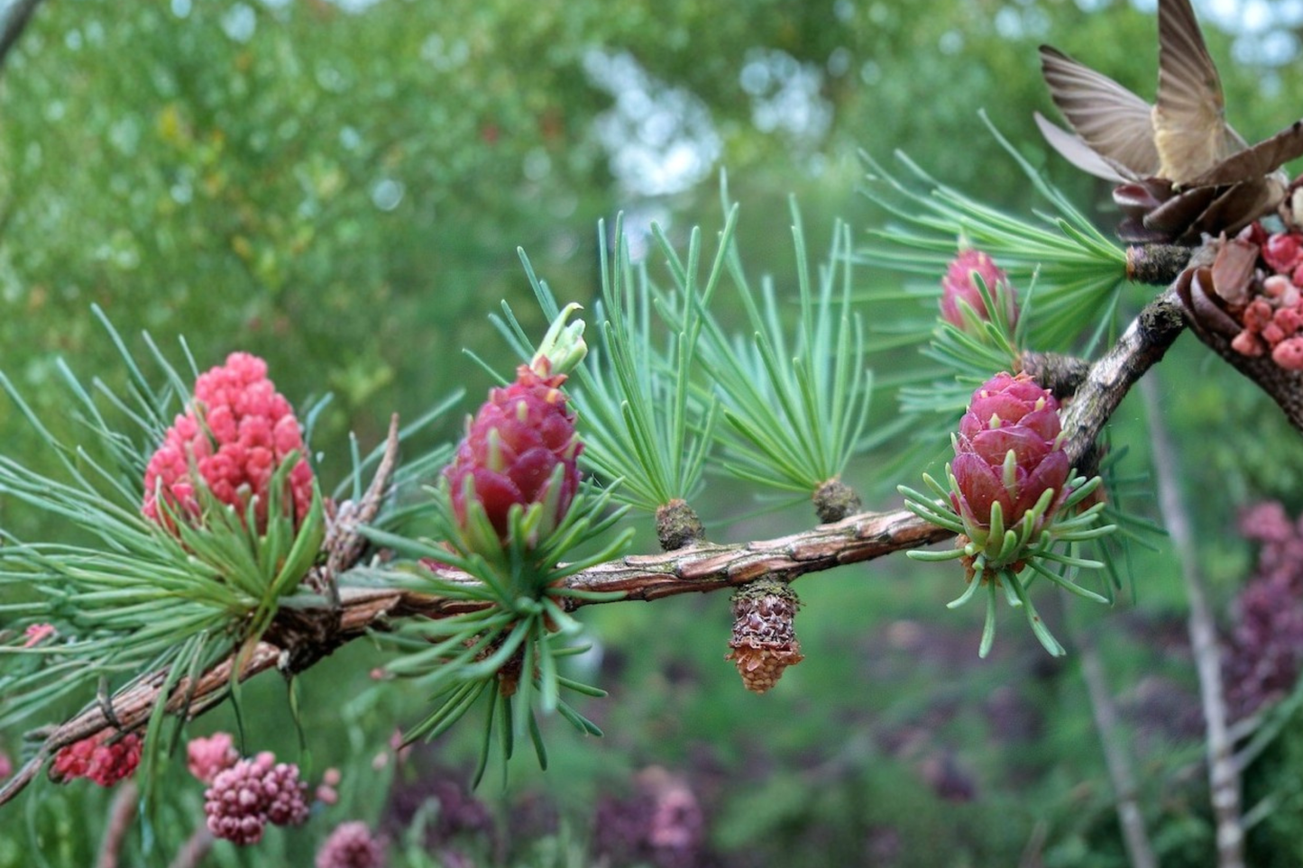 Tamarack American Larch Live Plant 12 Inch Tall – Larix laricina Native Deciduous Conifer Tree Quart Pot Garden Plant