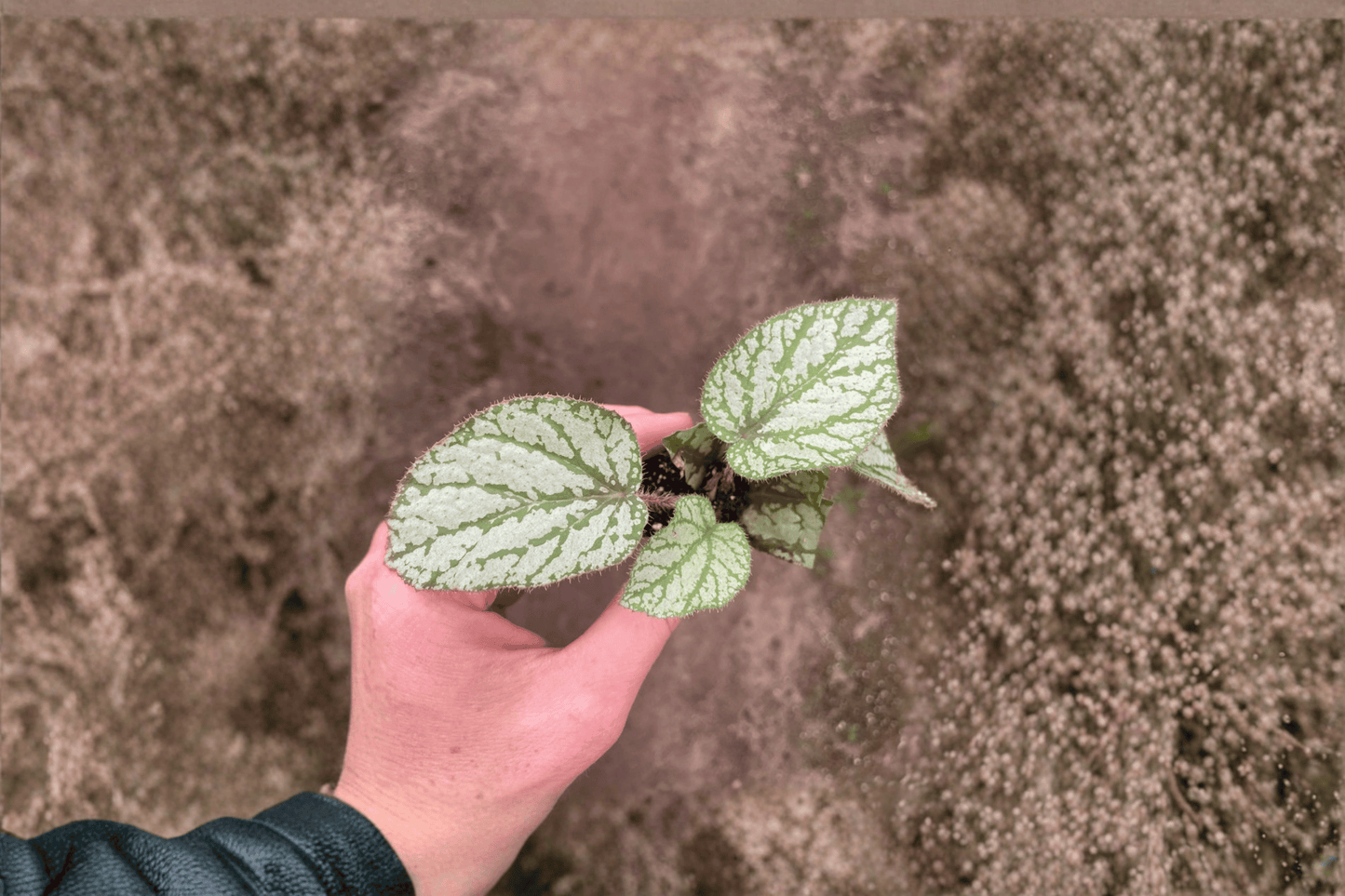 2 Begonia U309 Starter Plants – Live Rare Begonia Houseplants