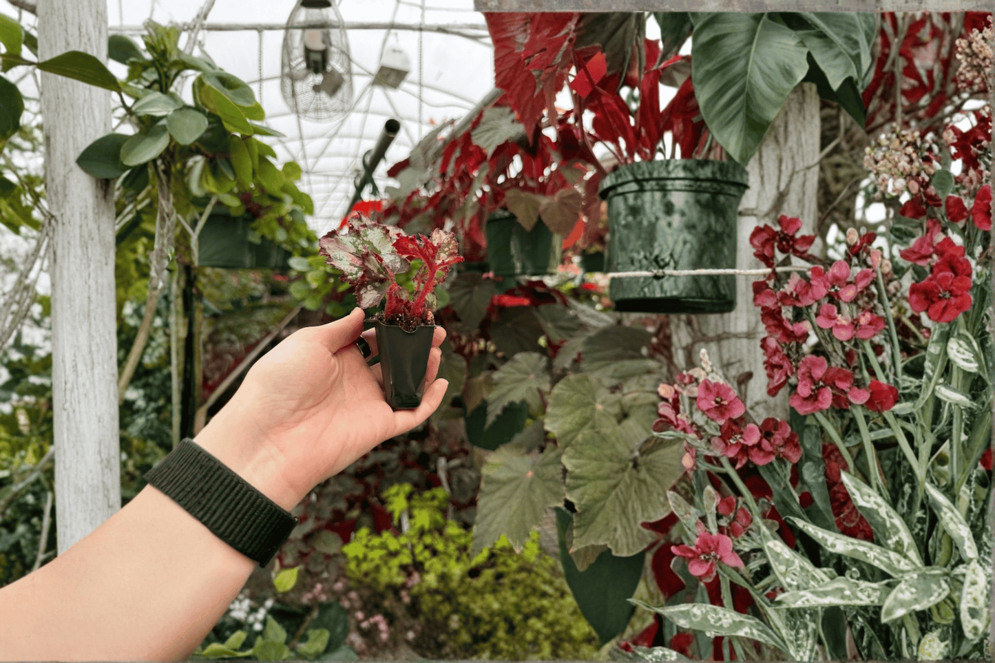 Harmony’s Ghost Whisperer Begonia 2 Live Starter Plants – Begonia Hybrid