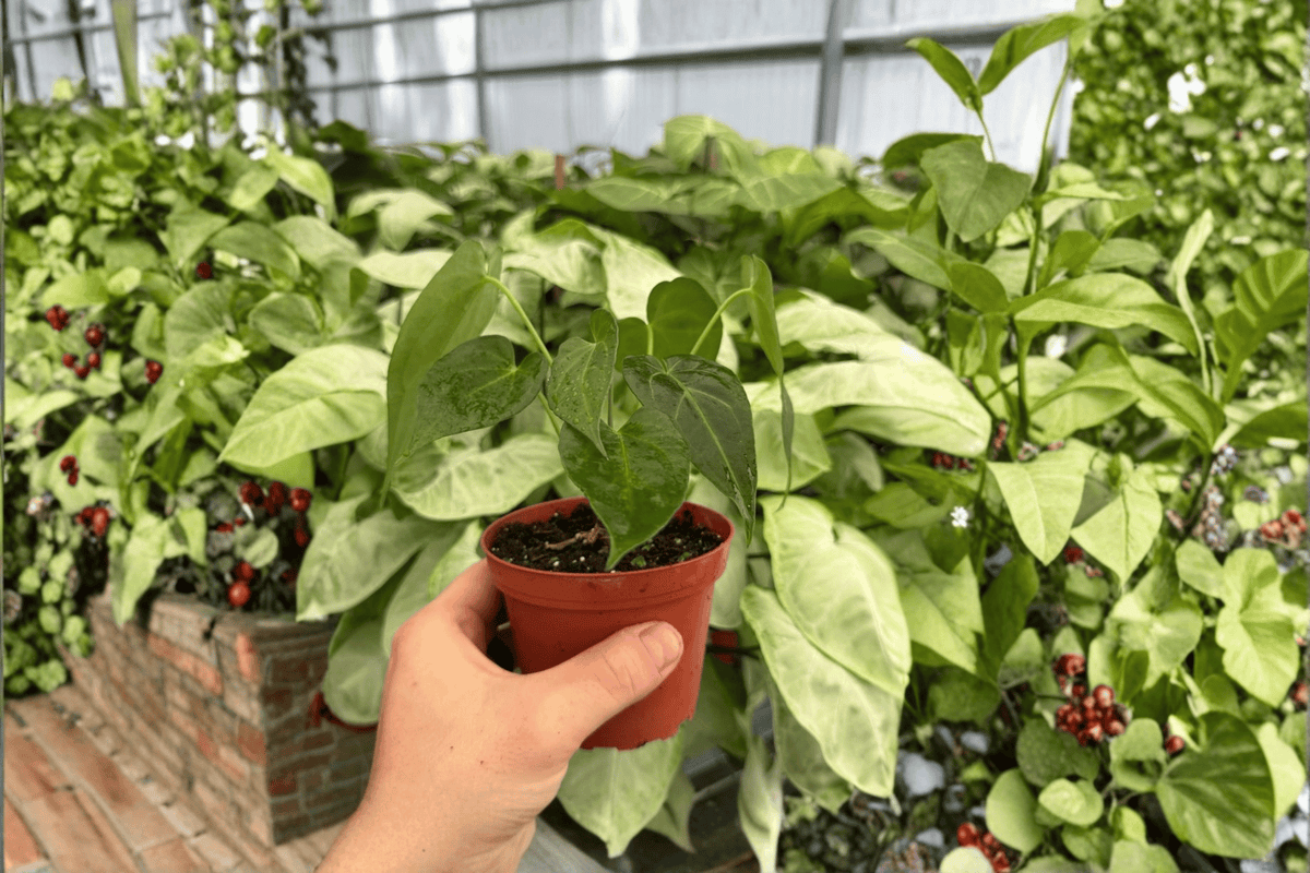 Anthurium Red Stem x Norte 2 Exact Live Plants – 4-Inch Pots