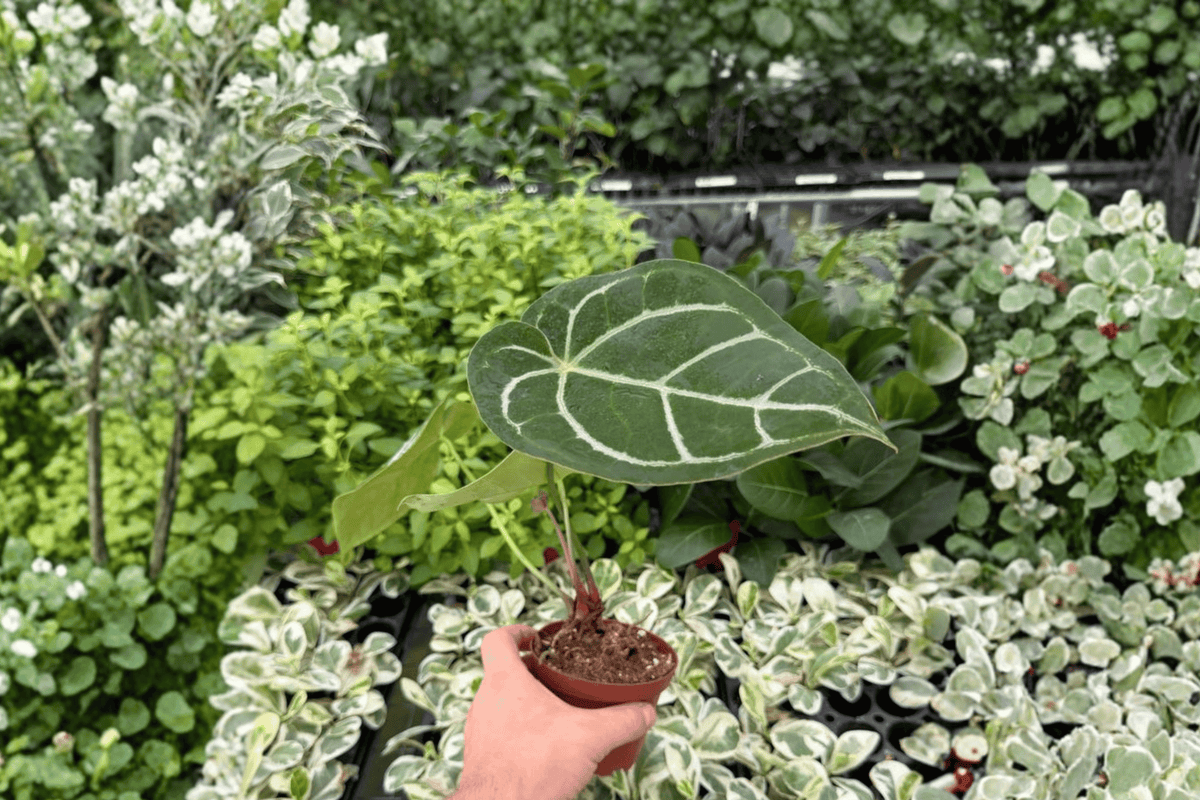 Anthurium Dark Crystal × Hoffmanii 2 Exact Live Plants – 4” Size Bare Root