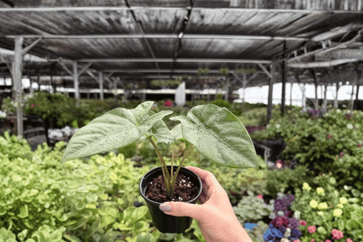 Alocasia Corazon 2 Exact Live Plants – Alocasia ‘Corazon’ Specific 4” Size Bare Root