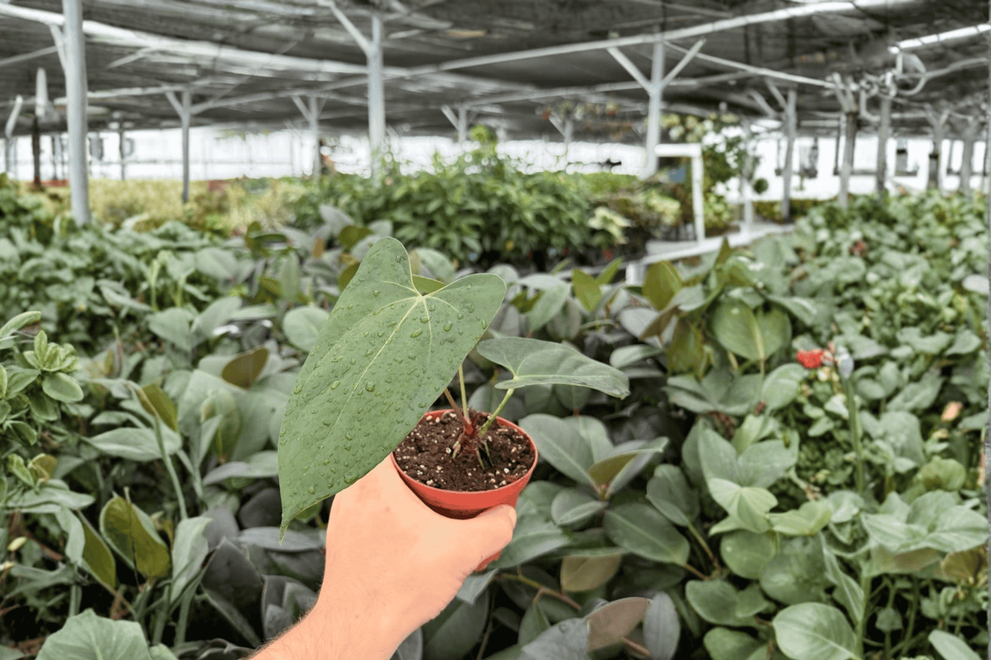 Anthurium Portillae x Papi 2 Exact Live Plants – Specific 4-Inch Pots
