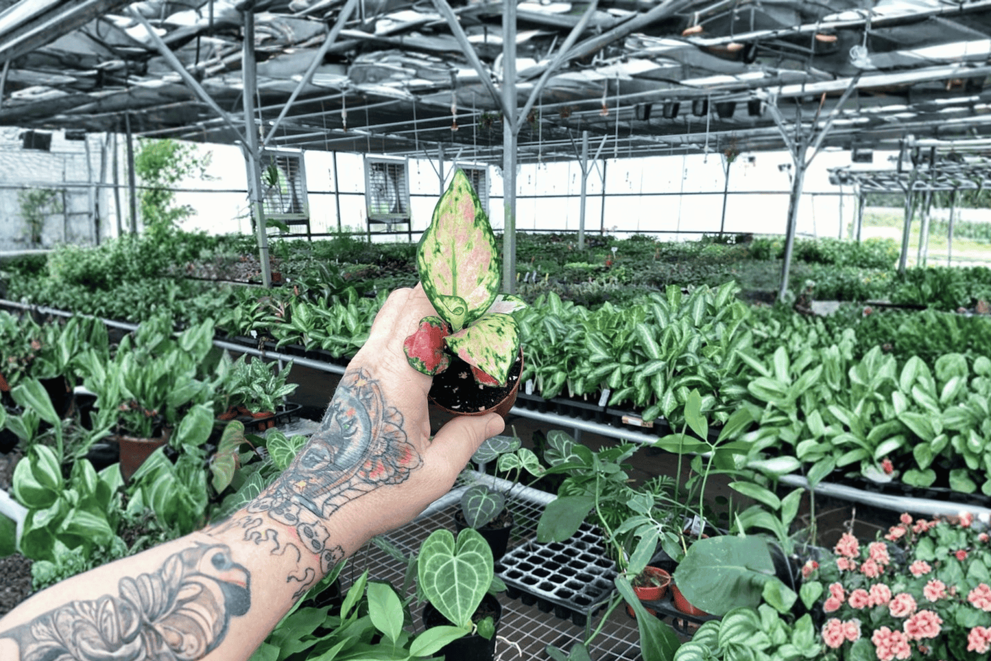 Aglaonema Red Zircon Live Starter Plant – 2 Plants Bare Root – Aglaonema 'Red Zircon' – Originally Grown in 2" Pot