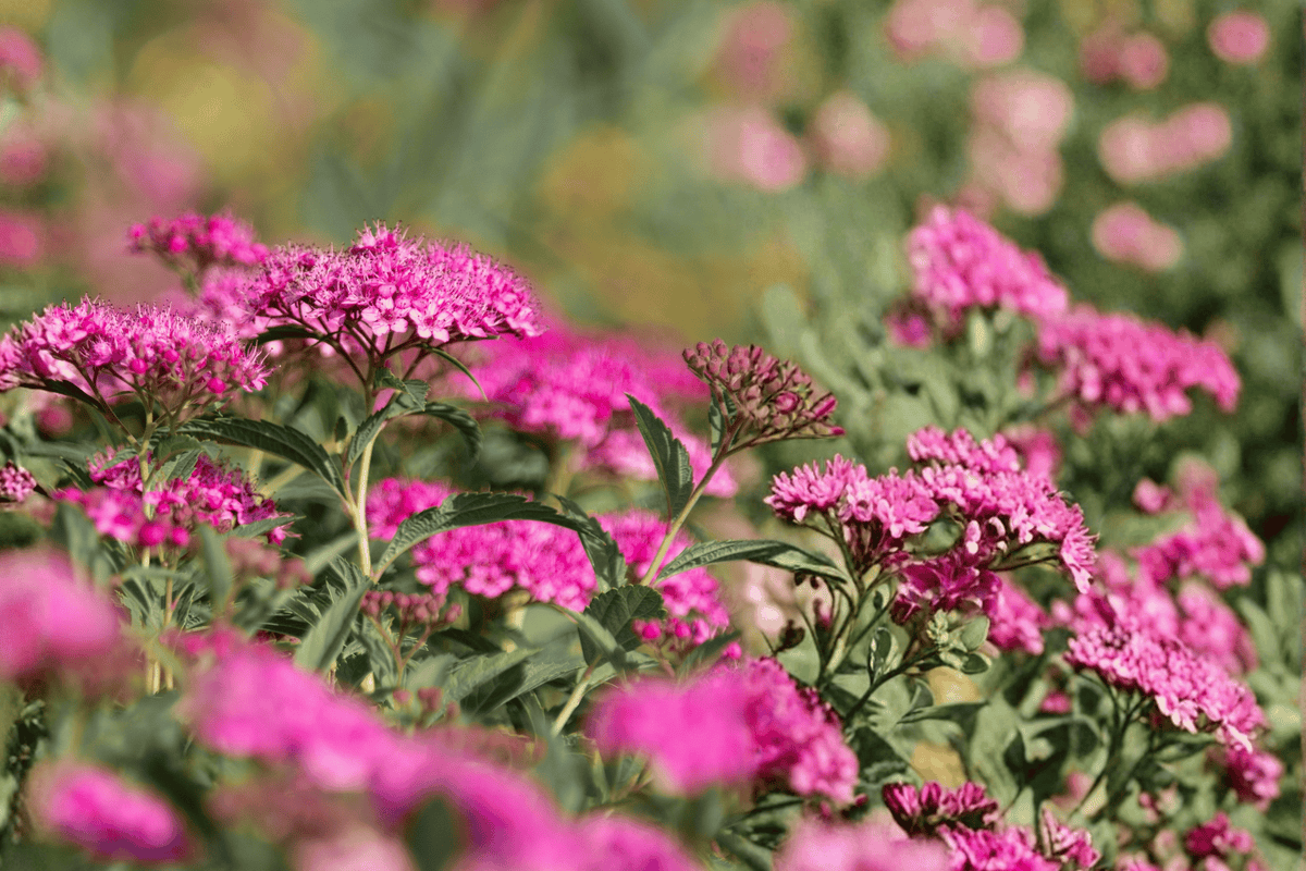 Empire Ice Dragon Spirea 1 Live Plant – Spiraea ‘Ice Dragon’ – 1 Gallon Pot