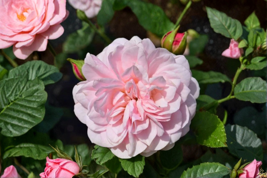 English Baby Pink Rose Seeds Flower Bush 20 Seeds Ornamental Garden Rose for Outdoor Planting