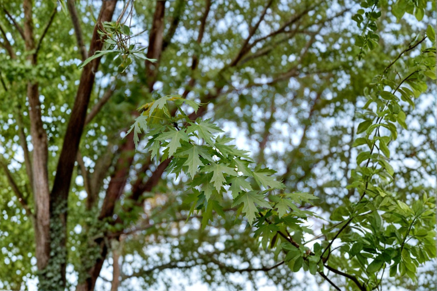 Silver Maple Tree Live Plant 1 Gallon Pot 18 Inch Tall – Acer saccharinum Native Shade Tree Fast Growing Yard Plant