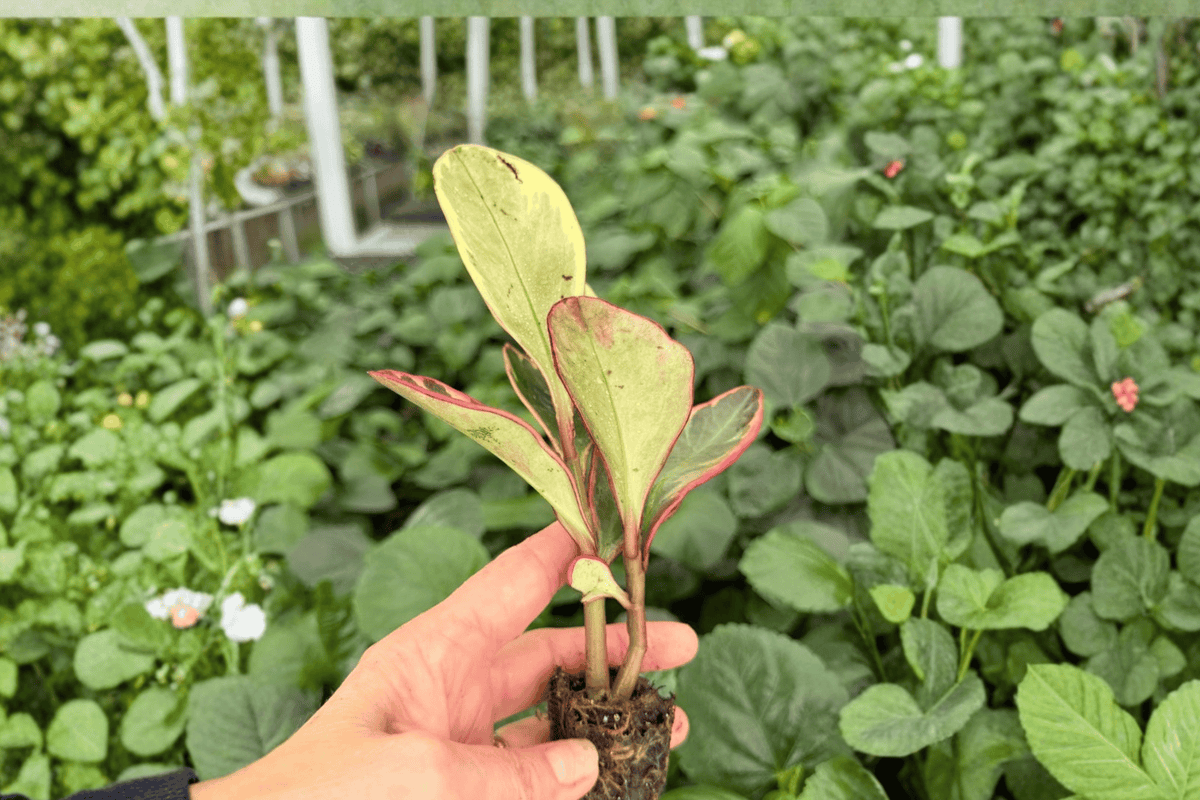 Peperomia Ginny – 2 Exact Live Starter Plants, 2-Inch Cultivation Size – Peperomia clusiifolia ‘Ginny’
