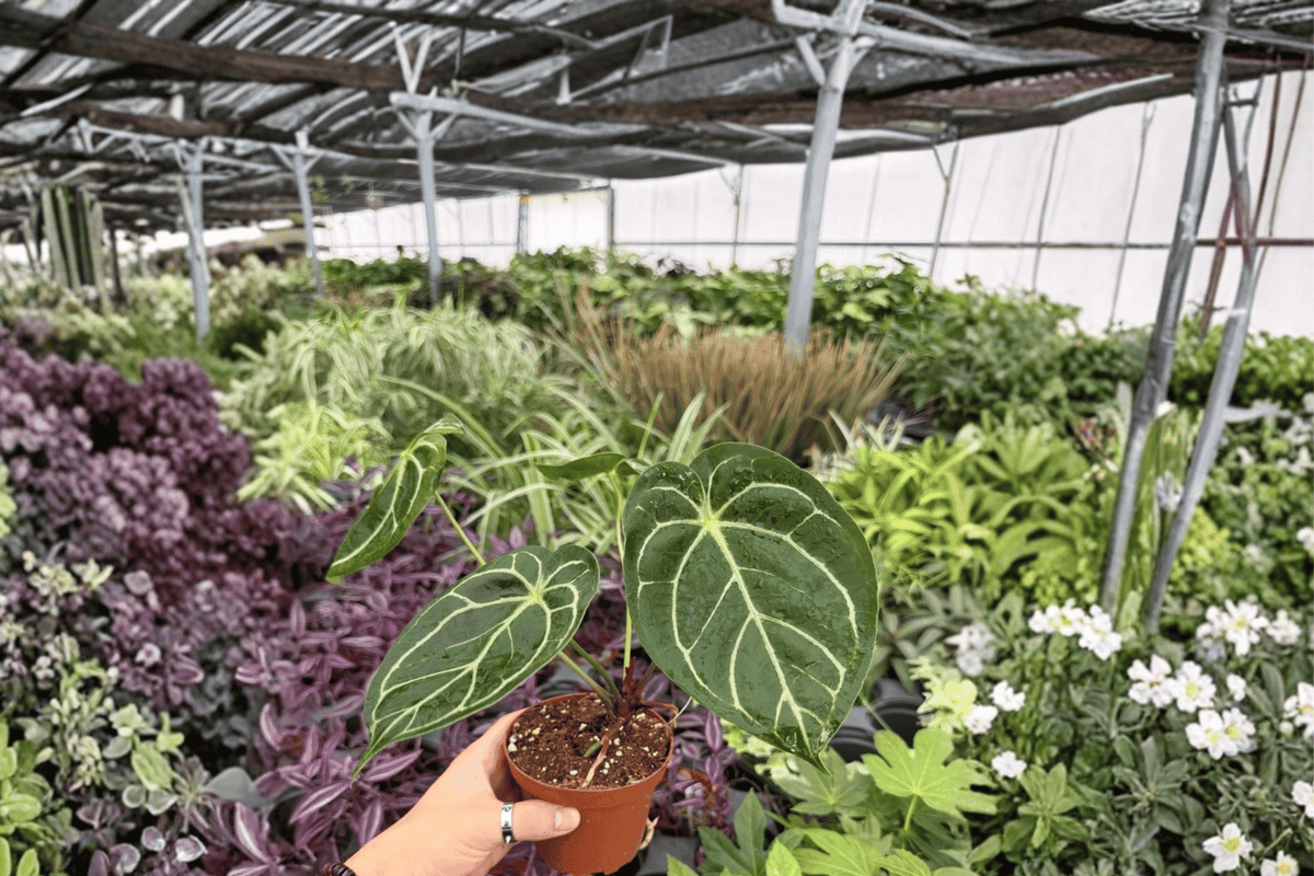 2 Anthurium Dorayaki x Papi Exact Live Plants – Specific Plants in 4” Pots
