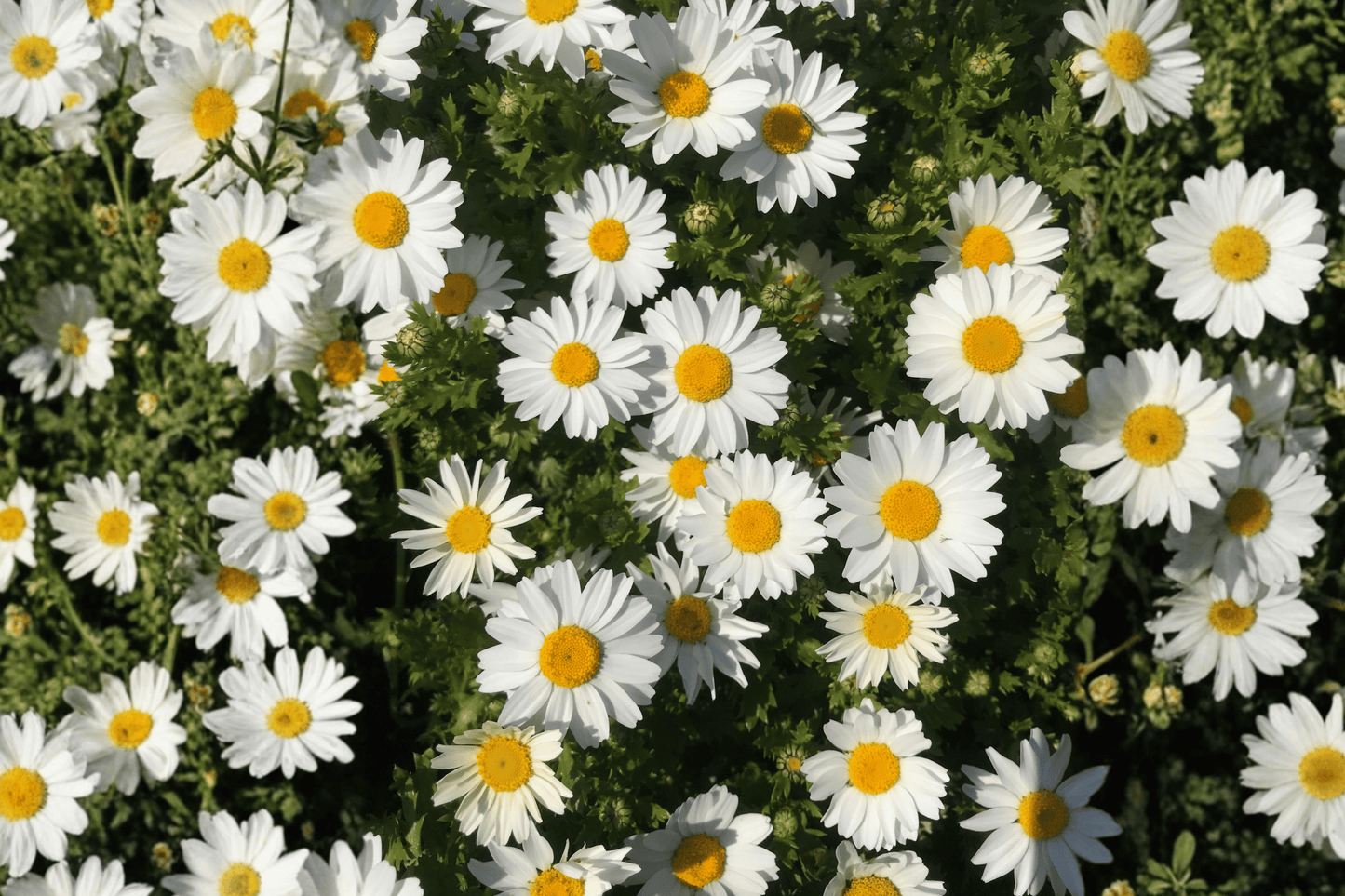 Grandaisy Improved White Marguerite Daisy 1 Live Plant – 4-Inch Pot – Argyranthemum ‘Grandaisy Improved White’
