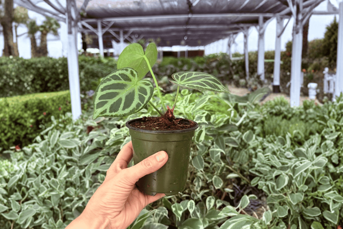 Anthurium Dorayaki × Waroq 2 Exact Live Plants – Anthurium Hybrid 4” Size Bare Root