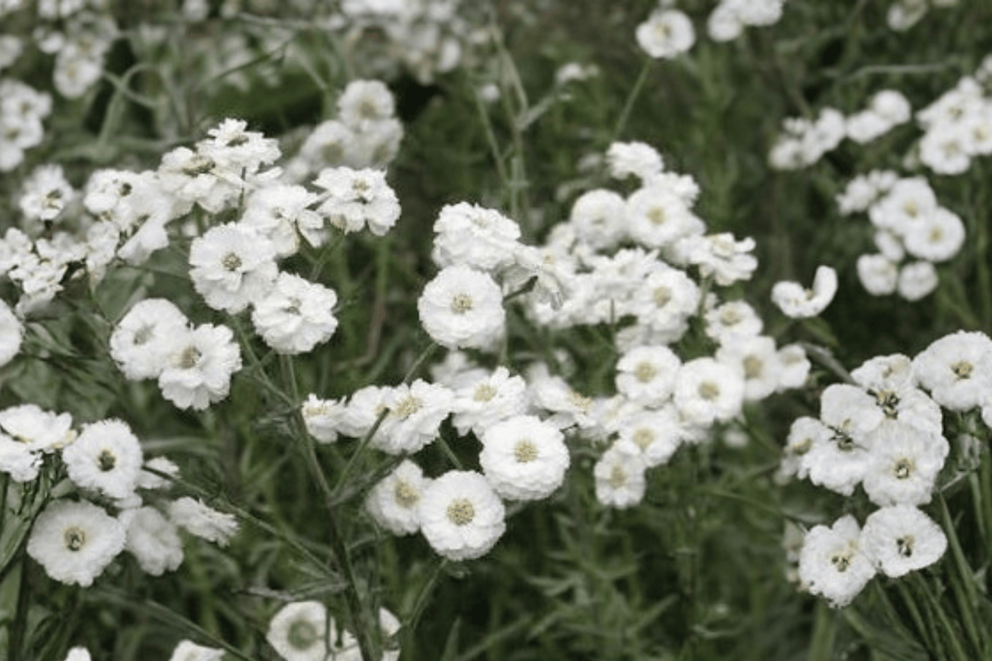 Peter Cottontail Yarrow 1 Live Plant – 4-Inch Pot – Achillea ptarmica ‘Peter Cottontail’