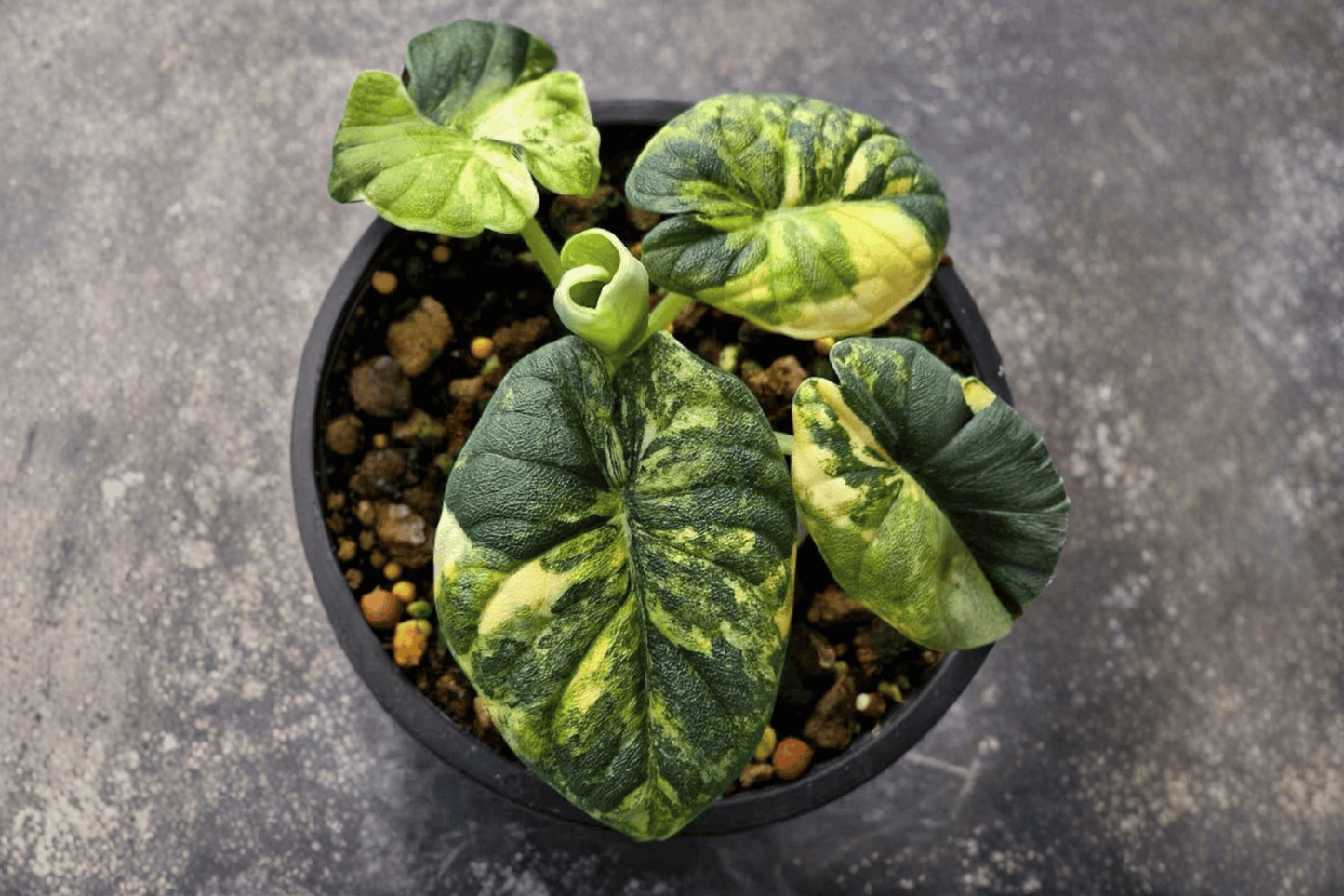 2 Alocasia Melo Aurea Tissue Culture Starter Plants – Bare Root (Alocasia 'Melo Aurea')