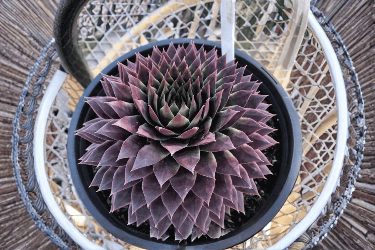 SuperSemps Ruby Hens and Chicks 1 Live Plant – 4-Inch Pot – Sempervivum ‘Ruby’