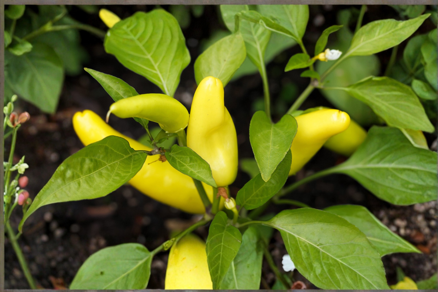 Hungarian Wax Banana Pepper Live Plant Rooted Pepper Starter Capsicum Annuum Vegetable Garden Plant 1 Plant