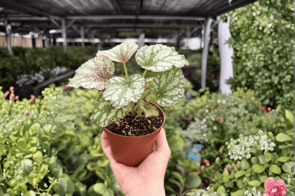 Begonia Harmony’s Peace 2 Exact Live Plants – 4-Inch Pots – Begonia 'Harmony’s Peace'