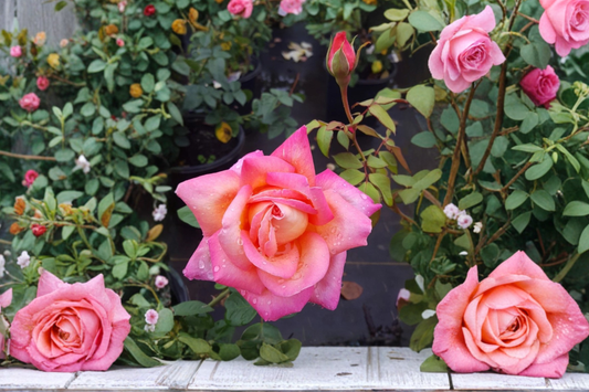 Chicago Peace Hybrid Tea Rose 1 Gal Live Plant – Pink Yellow Rose Bush Flowering Garden Shrub for Landscape Outdoor
