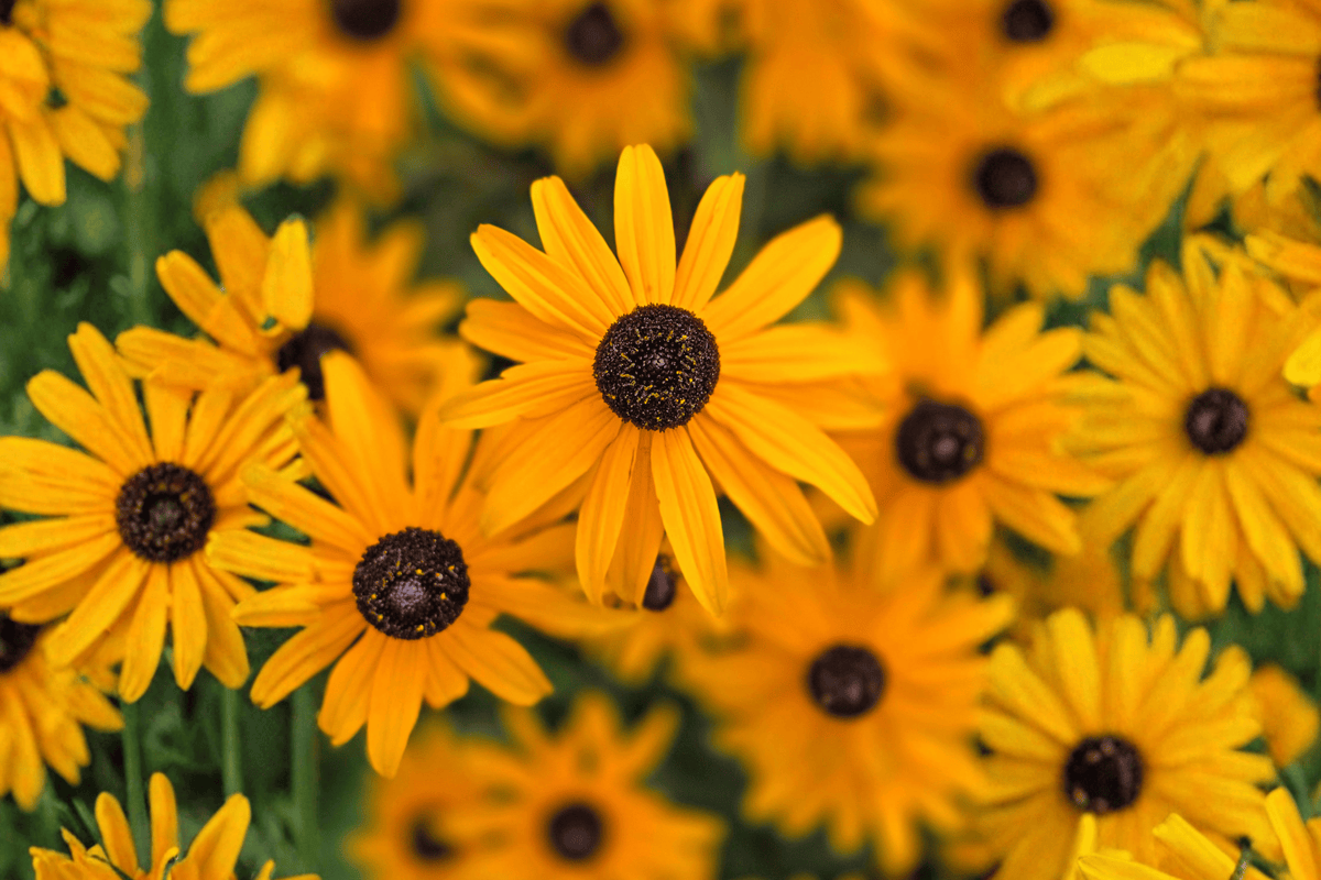 Glitters Like Gold Black-Eyed Susan 1 Live Plant – Rudbeckia ‘Glitters Like Gold’ – Quart Pot