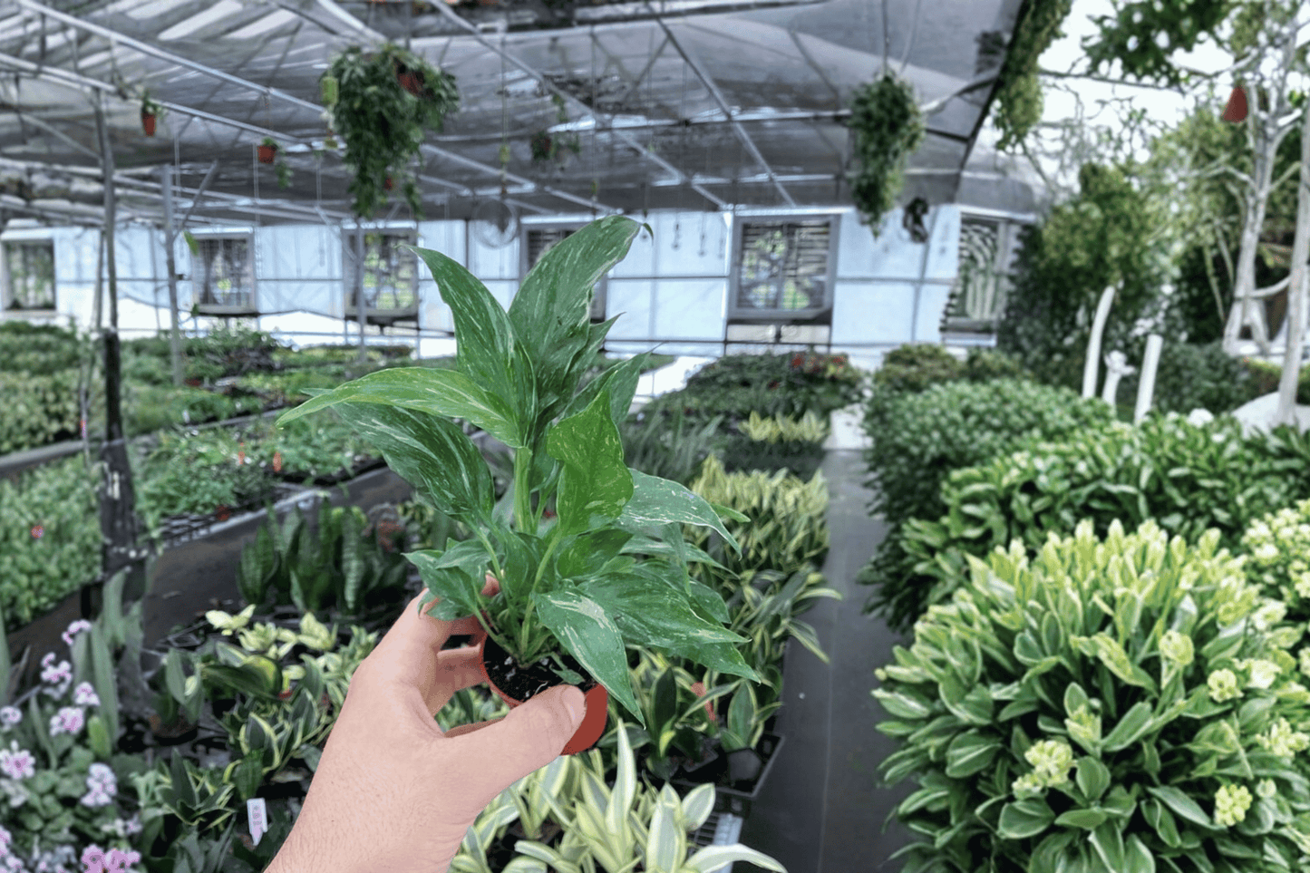 2 Variegated Peace Lily 'Domino' Starter Plants – Spathiphyllum Bare Root Live Plants