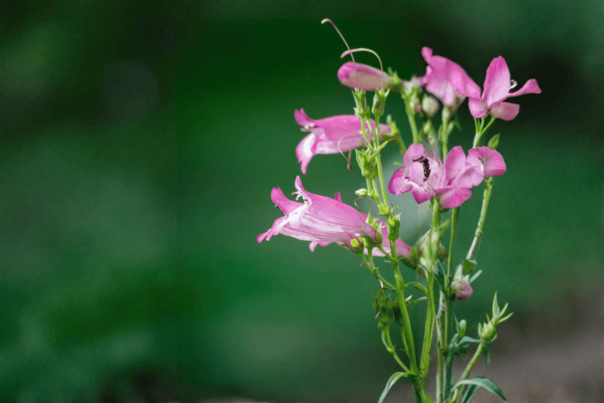Dakota Verde Penstemon 1 Live Plant – Penstemon ‘Verde’ – 1 Gallon Pot