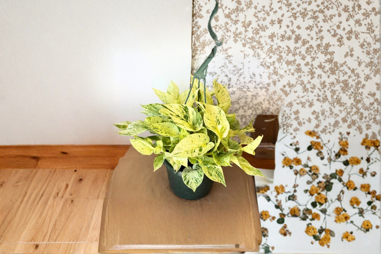 Pothos Snow Queen Live Plant Variegated Epipremnum Hanging Indoor Starter Houseplant Gift
