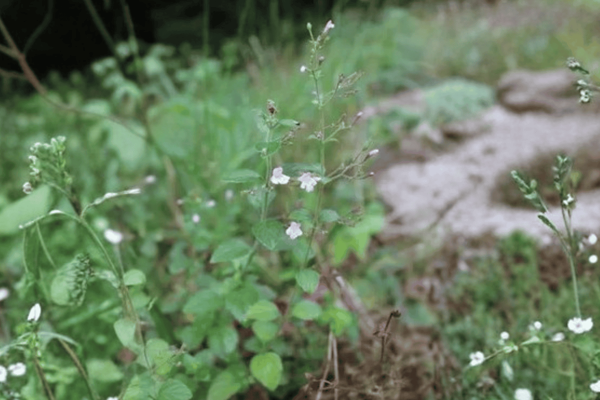 Calamint 1 Live Plant – Calamintha nepeta subsp. nepeta – Quart Pot