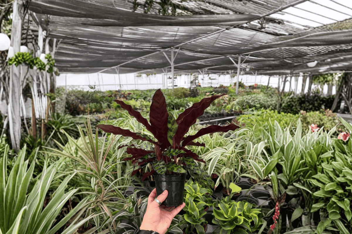 Calathea Rattlesnake 2 Exact Live Plants – Goeppertia insignis 4” Size Bare Root