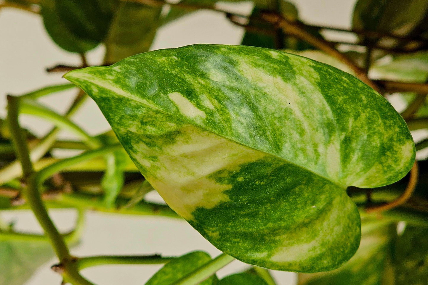 7 Live Unrooted Plant Cuttings Combo – Pothos & Philodendron Indoor Houseplants