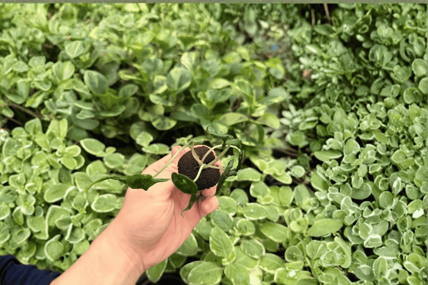 Alocasia Loco 2 Exact Live Starter Plants – Alocasia ‘Loco’