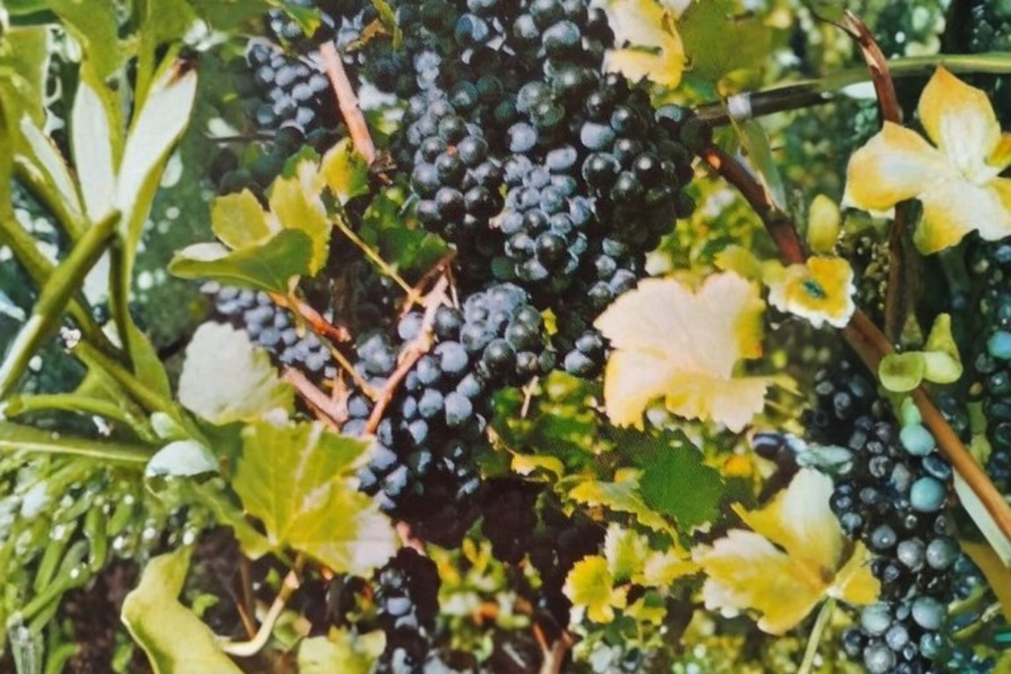 Black Spanish Grape Vine 2 Gallon Live Plant, Muscadine Fruit Vine for Garden Trellis Backyard Vineyard