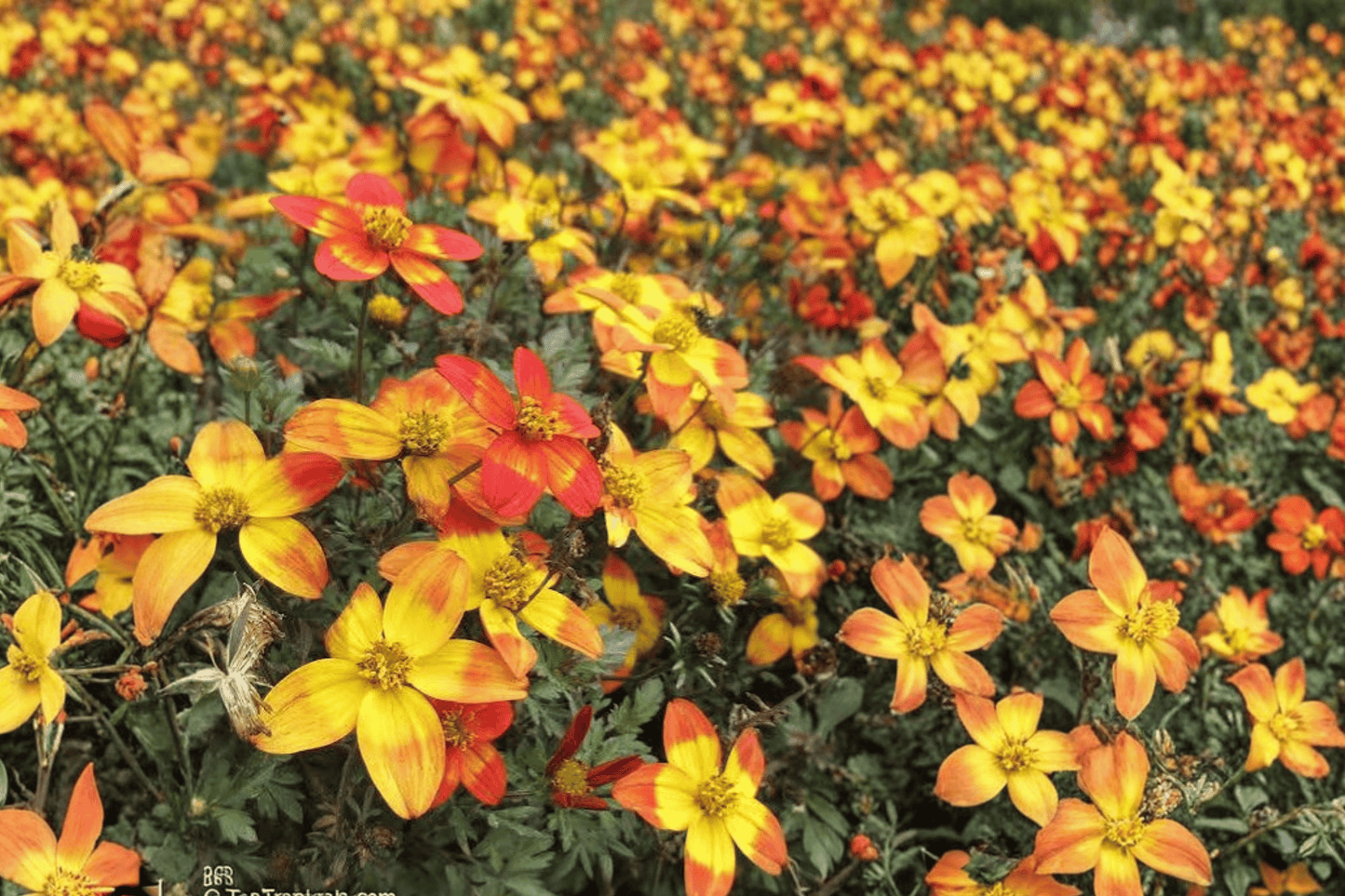 Bidy Boom Wildfire Beggarticks 1 Live Plant – 4-Inch Pot – Bidens ‘Bidy Boom Wildfire’